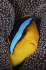 Bluestripe clownfish tucked in anenome host — Stock Photo
