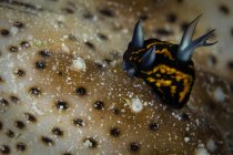 Tiny nudibranch on sea cucumber — Stock Photo