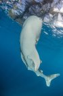 Whale shark swimming under fishing nets — Stock Photo