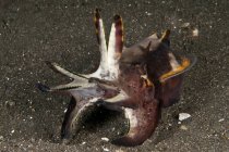 Жестоко выглядящие цветущие каракатицы — стоковое фото