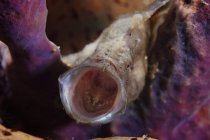 Bostezo de pez rana palangre - foto de stock