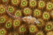 Goby on yellow coral — Stock Photo