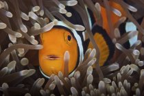 Percula Pesce pagliaccio nell'anemone ospite — Foto stock