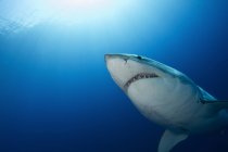 Male great white shark — Stock Photo