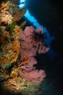 Abanicos de mar y crinoides en arrecife - foto de stock