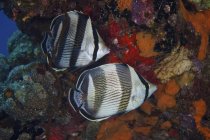 Gebänderter Schmetterlingsfisch in der Nähe des Riffs — Stockfoto