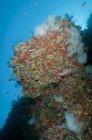 Barriera colorata con coralli e appassionati di mare — Foto stock