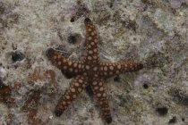 Estrella del mar en la laguna de Beqa - foto de stock