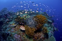 Scena della barriera corallina con pesci e crinoidi — Foto stock