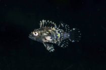 Напівпрозора неповнолітніх lionfish — стокове фото