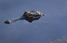 Alligator peeking head out of shallow water — Stock Photo