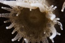 Individual coral polyp — Stock Photo