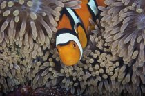 Clownfish looking after eggs — Stock Photo
