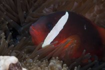 Pesce pagliaccio di pomodoro nell'anemone ospite — Foto stock