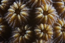 Pólipos de coral duro - foto de stock