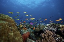 Orange Basslets swimming over reef — Stock Photo