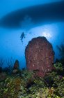 Diver and barrel sponge — Stock Photo