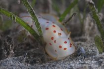 Gymnodoris ceylonica nudibranche — Photo de stock