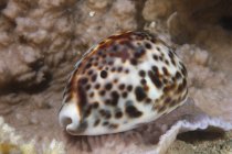 Large tiger cowrie in Beqa Lagoon — Stock Photo