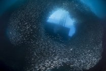Manada masiva de millones de sardinas - foto de stock