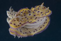 Chromodoris kuniei nudibranch in Beqa Lagoon — Stock Photo