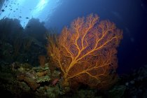 Оранжевый морской вентилятор — стоковое фото