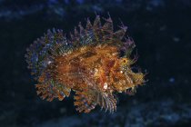 Помаранчева скорпіонна риба, що плаває у темній воді — стокове фото