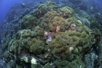 Anémonas verdes en el arrecife - foto de stock