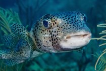 Nuoto pufferfish alla macchina fotografica — Foto stock