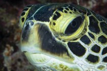 Hawksbill sea turtle head — Stock Photo