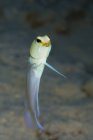 Yellowhead jawfish near Belize — Stock Photo