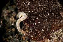 Waspfish de cuco comiendo gusano - foto de stock