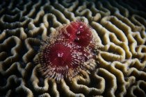 Christmas tree worm in hard coral — Stock Photo