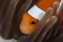 Скрывающаяся в анемоне рыба — стоковое фото