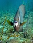 Pesce angelo grigio nuotando dai coralli — Foto stock