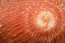 Red christmas tree worm spiral — Stock Photo