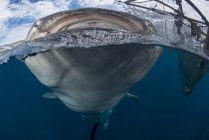 Tiburón ballena rompiendo la superficie del agua - foto de stock