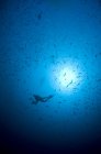 Дайвер и стадо рыб в голубой воде — стоковое фото