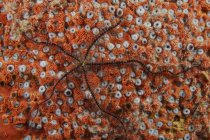 Brittle starfish on orange sponge — Stock Photo