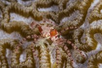 Caranguejo boxe em coral em Raja Ampat — Fotografia de Stock