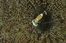 Commensal shrimp on brown anemone — Stock Photo