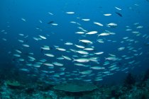 Fischschwärme in blauem Wasser — Stockfoto