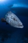 Potato grouper swimming near shipwreck — Stock Photo