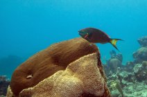 Rainbow Parrotfish swimming over brain coral — Stock Photo