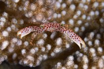 Weiße Krabbe mit roten Flecken — Stockfoto