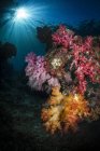 М'який корал і sunburst у Раджа Ampat — стокове фото