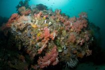 Scena della barriera corallina con coralli e crinoide giallo — Foto stock