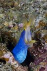 Enguia de fita azul com boca aberta — Fotografia de Stock