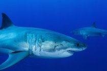 Coppia di grandi squali bianchi maschi — Foto stock
