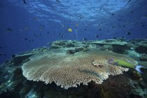 Grande placa coral Acropora pulchra — Fotografia de Stock